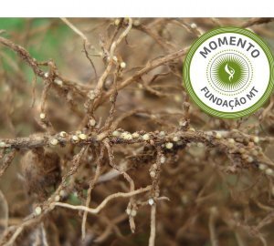 Nematoides nos sistemas de produção de Mato Grosso