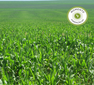 Qualidade Operacional em Pauta - Distribuição de fertilizantes a lanço.