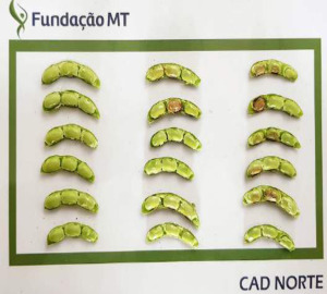 Ocorrência do apodrecimento de vagens - Posicionamento Técnico da Fundação MT