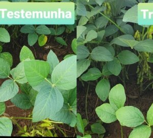 Aumento de Mancha alvo em soja sob palhada de milho queimada e a ação dos fungicidas no controle da doença