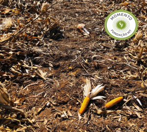 Avaliações de perdas na colheita do milho segunda safra na região Sul do Mato Grosso.