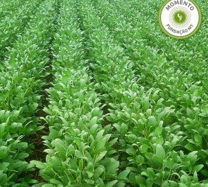Manejo de biodefensivos em sistemas agrícolas