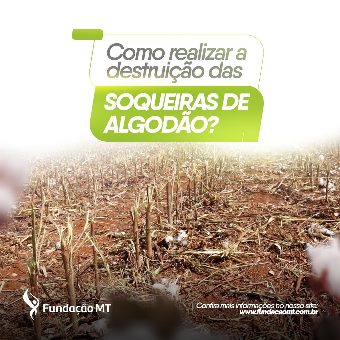 Como realizar a destruição das soqueiras de algodão?