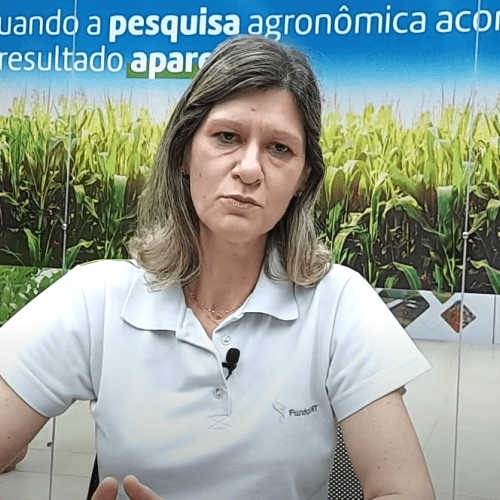 Como minimizar os efeitos da Cigarrinha do milho nas lavouras