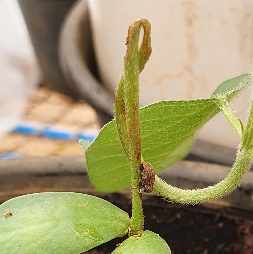 Entenda o cascudinho da soja no sistema de cultivo soja-milho
