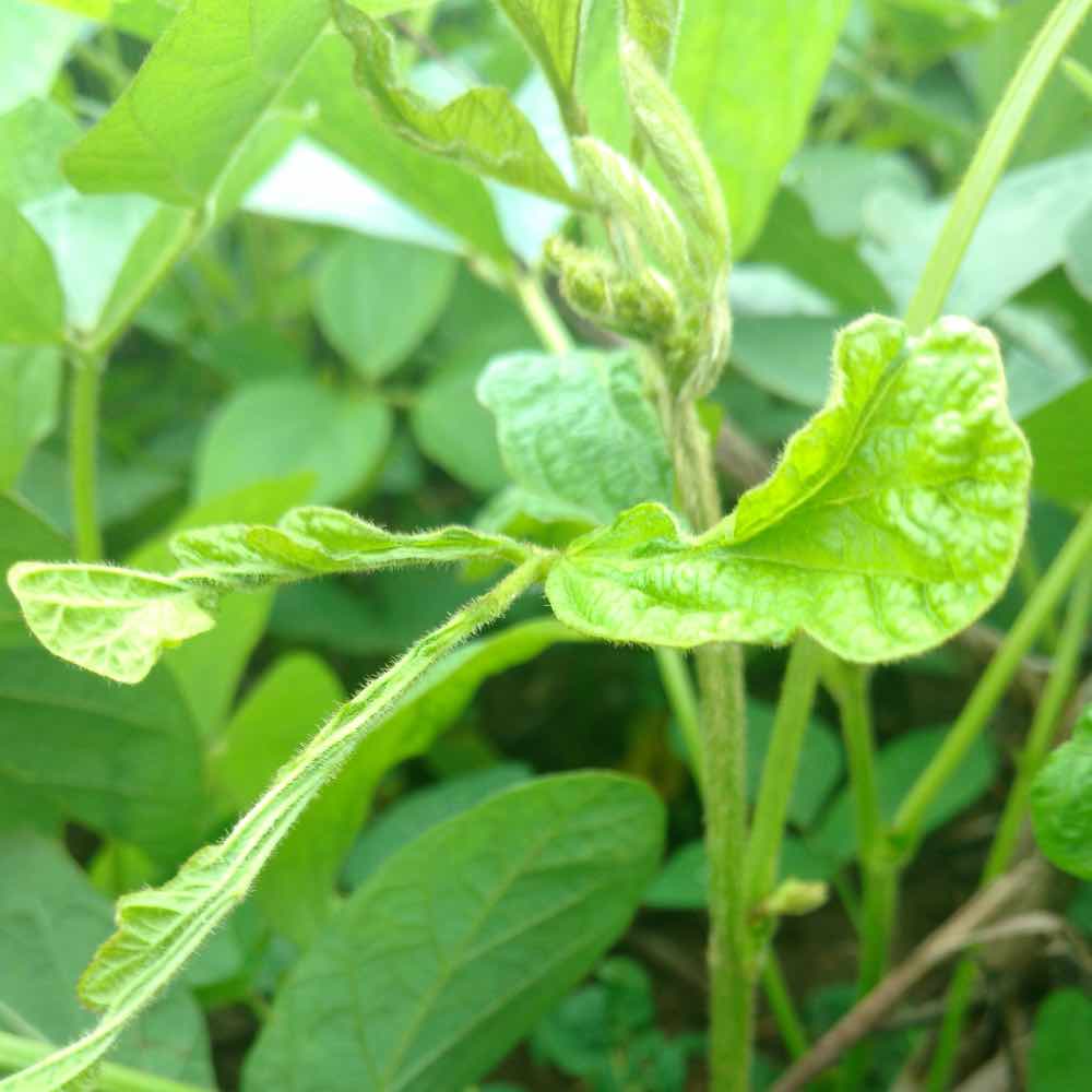 Nematoide ataca parte aérea e causa muitos danos