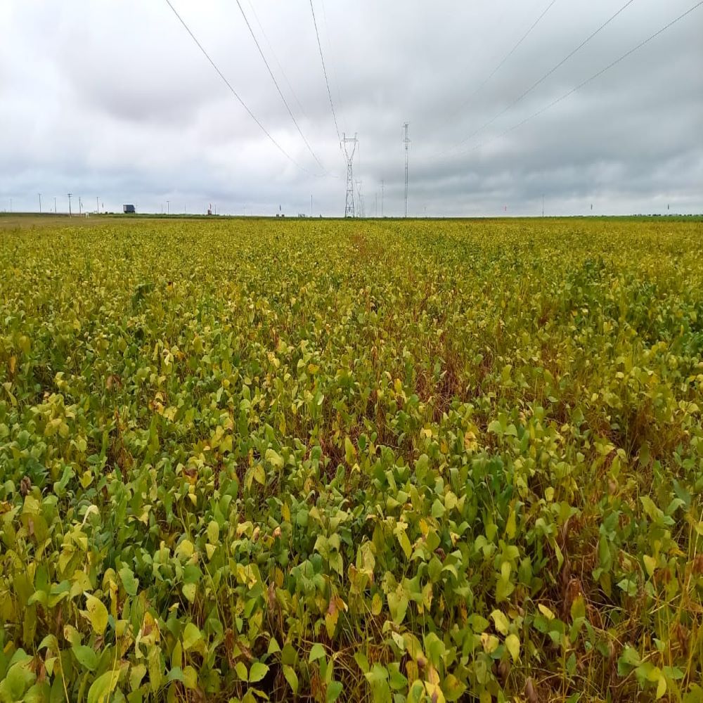Dessecação da soja e as vantagens para a colheita
