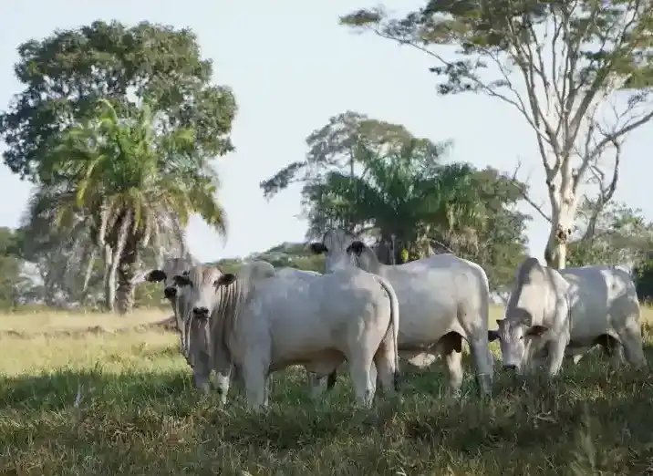 Manejo do Pastejo: Como intensificar a baixo custo?
