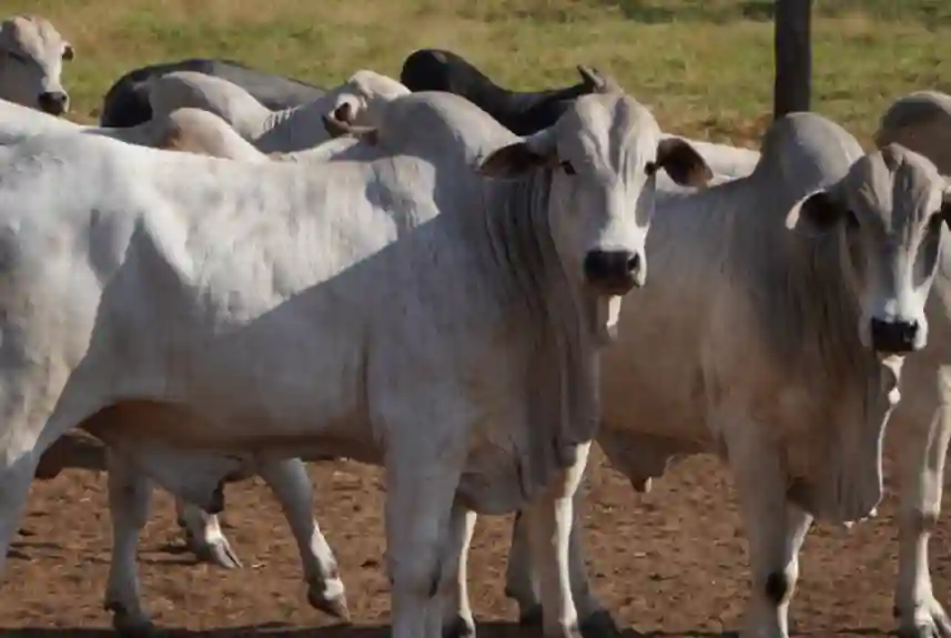 Investimento em pastagem é garantia de mais arroba por hectare