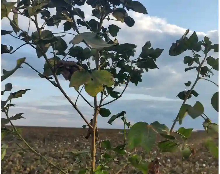 Pesquisadores alertam para perdas de  até 100% das plumas de algodão por ataque de Aphelenchoides