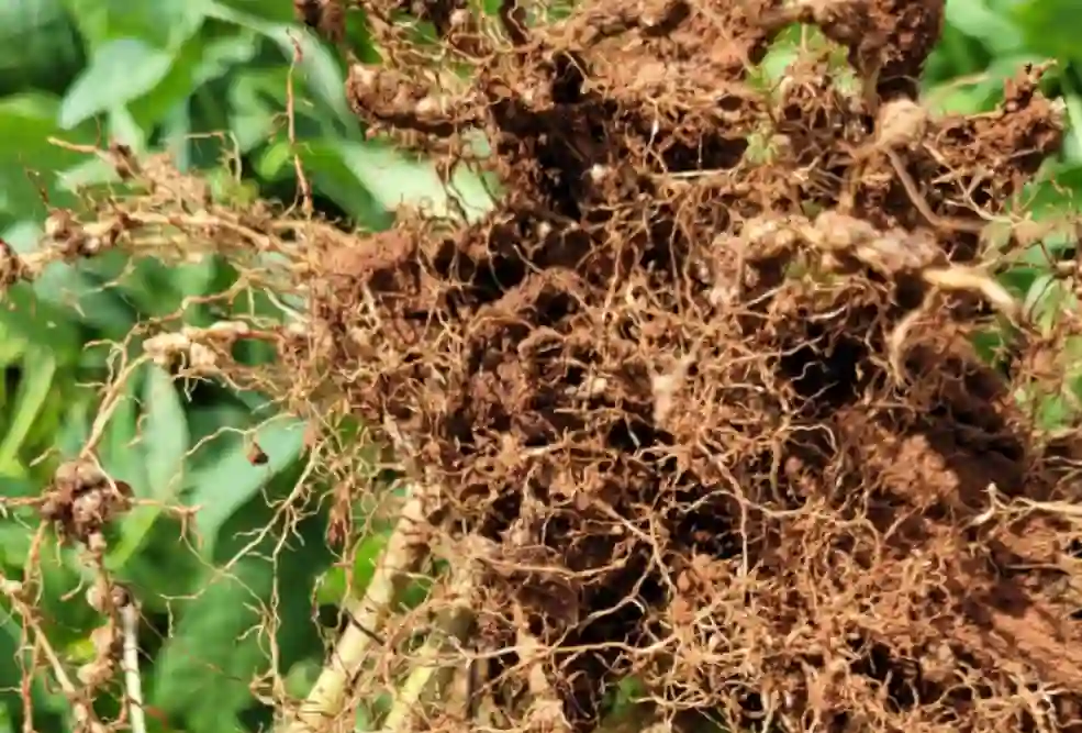 Prejuízos causados por nematóides no Cerrado de Mato Grosso