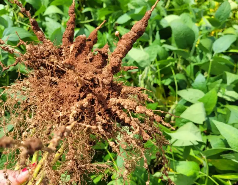 Você sabe quando realizar a  coleta para diagnose de nematoides da soja?