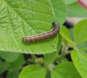 Incidência da lagarta Spodoptera frugiperda aumenta nos últimos anos