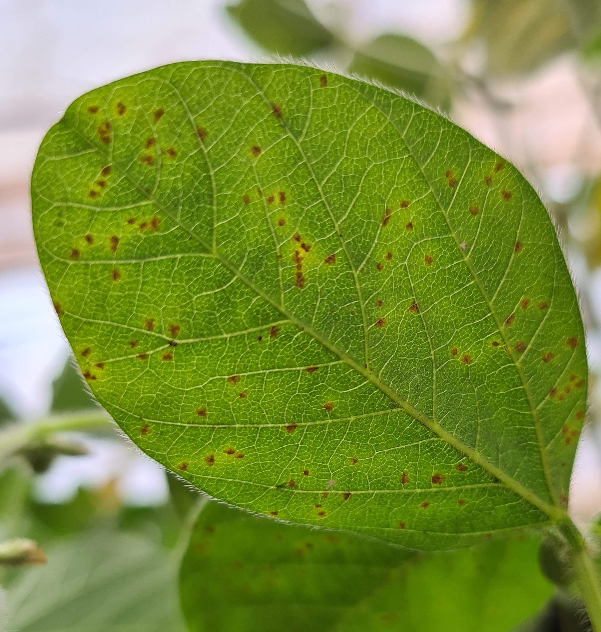 Focos de Ferrugem-asiática  no Sul de Mato Grosso acendem alerta