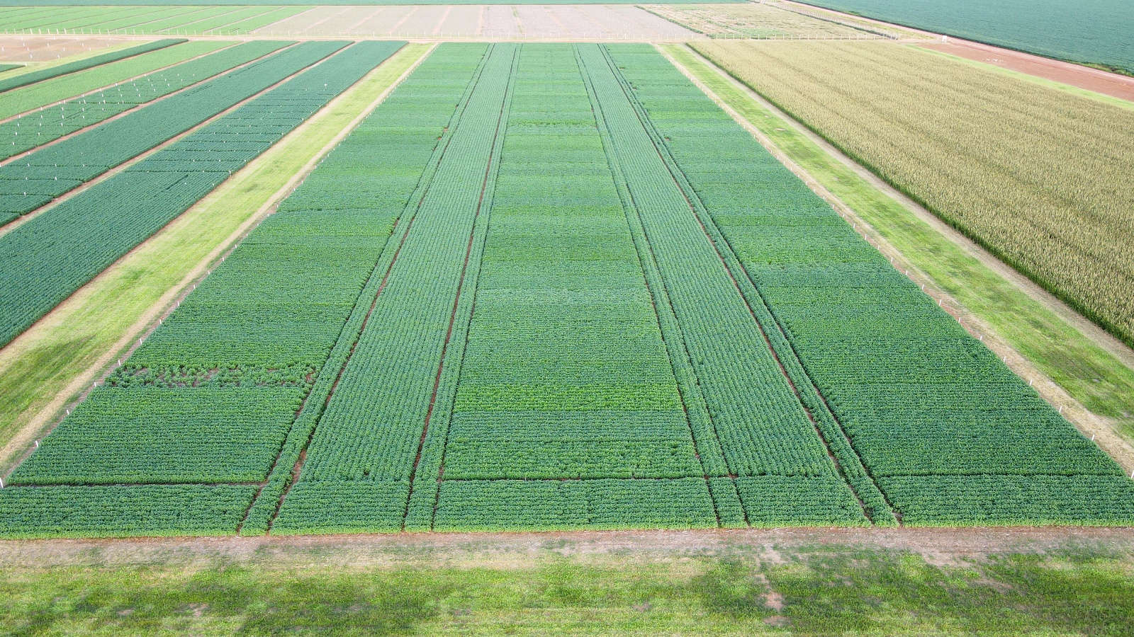 Ensaios avaliam desempenho de cultivares de soja em ano de intenso estresse climático