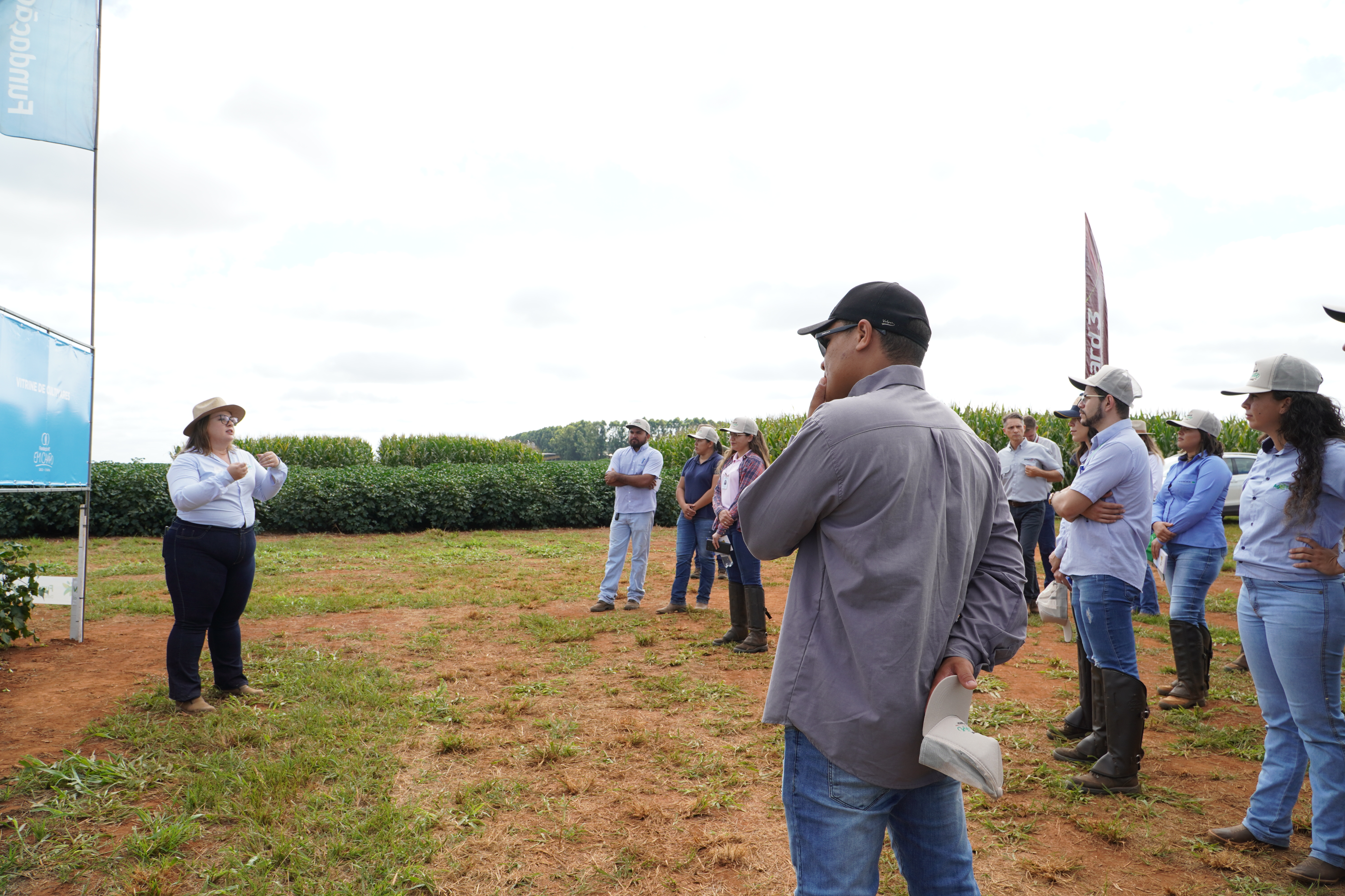 Milho e algodão: Dia de campo apresentará dados de pesquisas realizadas à campo