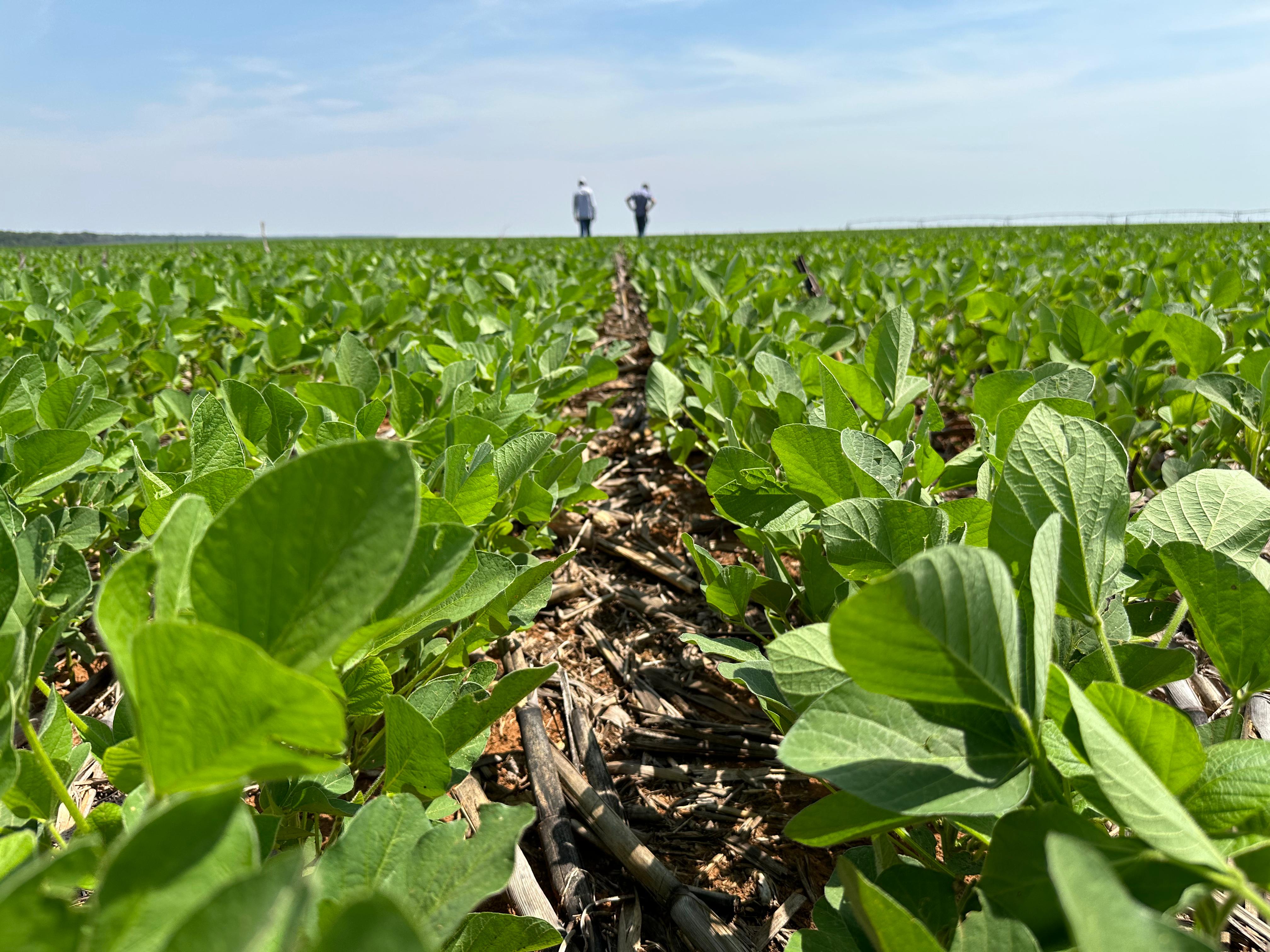 Consultoria agronômica é importante ferramenta no planejamento de safra
