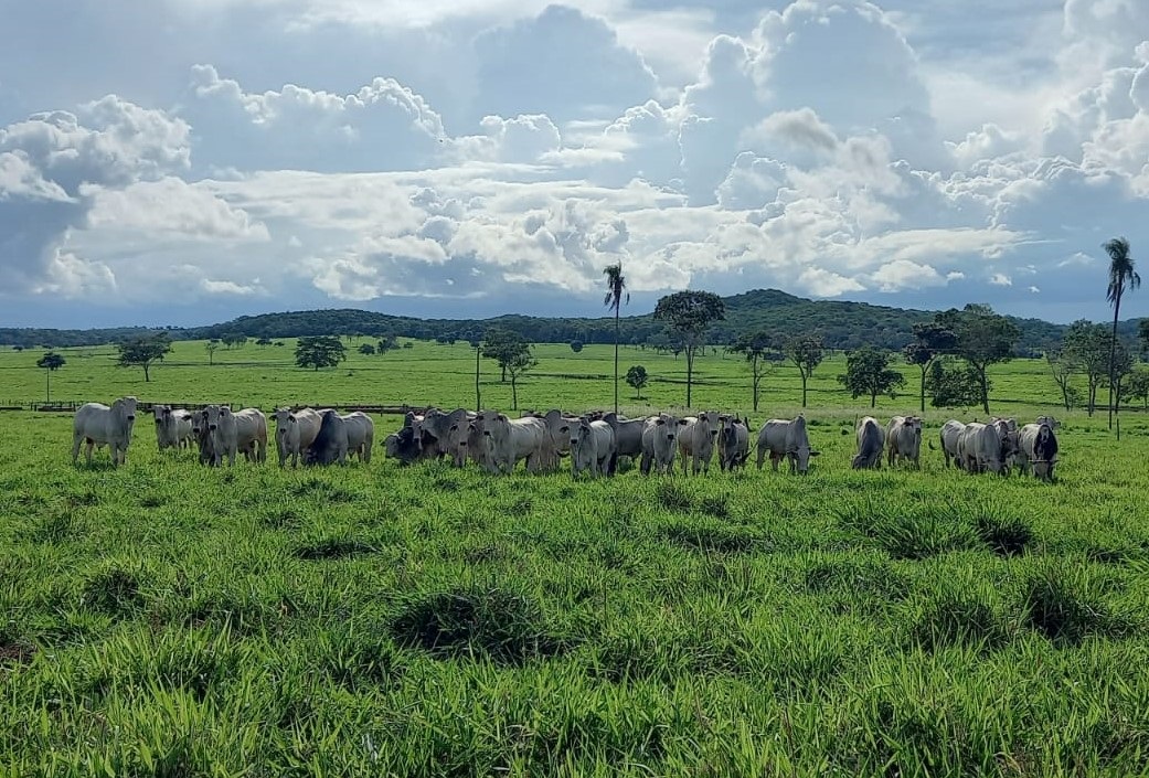 Estratégias sustentáveis em pastagens geram mais arroba por hectare