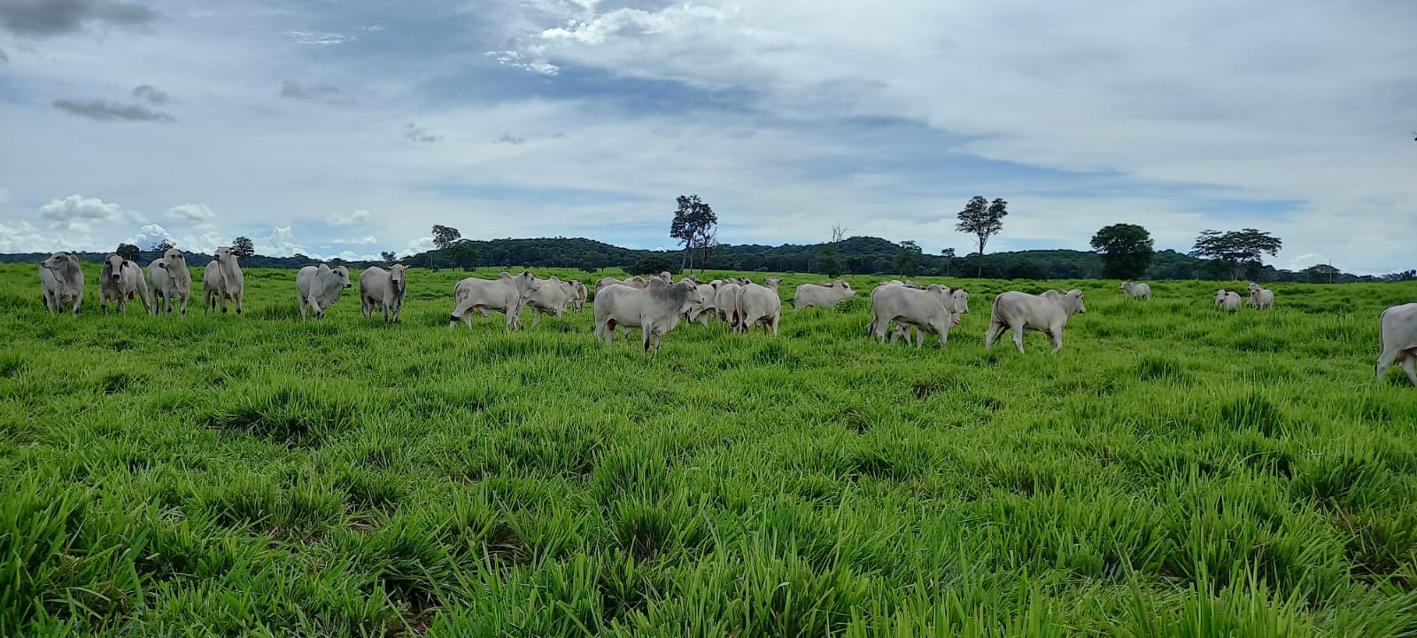 Pesquisa da Fundação MT mostra rentabilidade e sustentabilidade na produção bovina nos três biomas de Mato Grosso