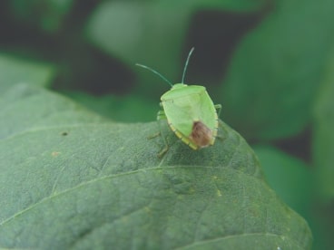 Entomologia