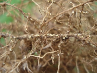 Nematologia